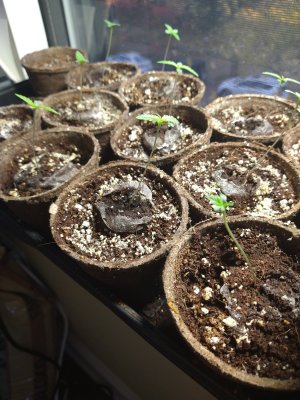 Captain's Log: Dispatches from Planet Milson
