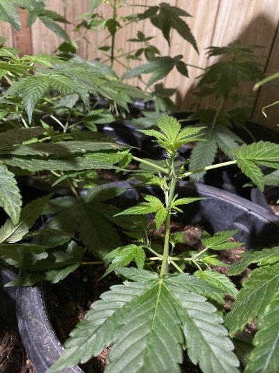 I cheaped out, now stuck w/skinny plants
