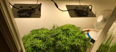 Tc2's Indoor Grow Journal - Spider Farmer SF1000, HLG 100, Sun System HPS 150W