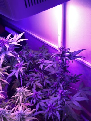 Auto dark purple Delicious Seeds