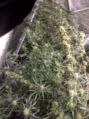 All buds are long white pistils no calyx