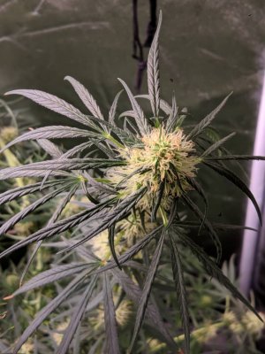 All buds are long white pistils no calyx