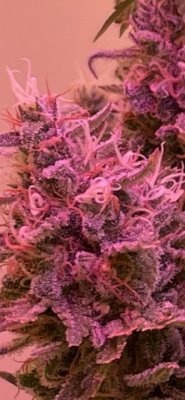 Small Sour diesel plants first grow