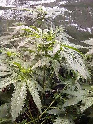Help please plant leaves curling down