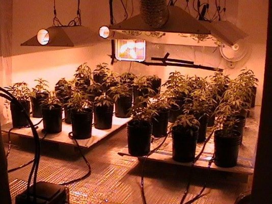the-green-grower-2.jpg
