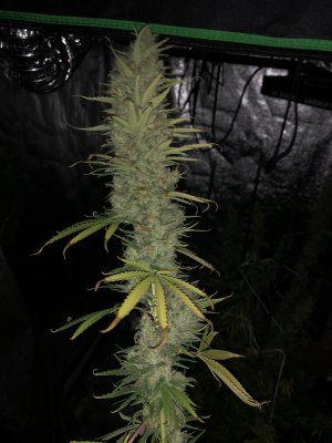 Opinion needed - Is this plant ready for harvest?