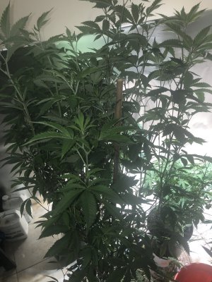 First time coco user(Royal Gold tupur) ph and plants problems/questions.