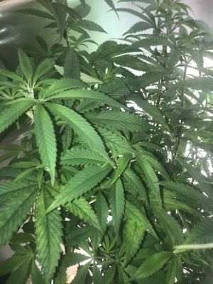 First time coco user(Royal Gold tupur) ph and plants problems/questions.