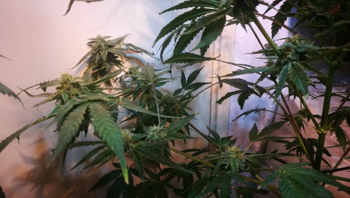 northen-lights-auto-flowering-problem-4.jpg