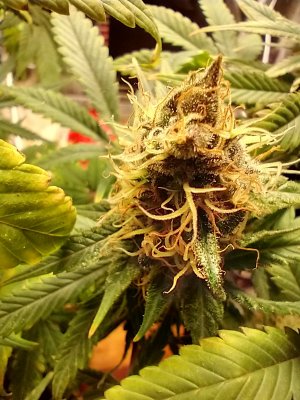 Cheese (Seedsman), Chemdog (Nirvana), Kali China (Ace), Sweet Zombie (Expert), Zamaldelica x Kali China (Ace)