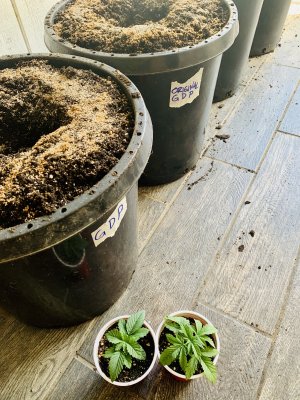 Super Soil T5 Veg / Outdoor Flower