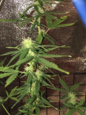 WTF! is going on in my tent ⛺️!