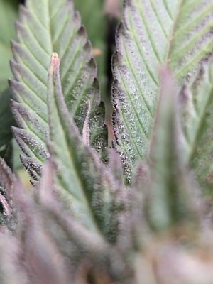 November Harvests: What are your plans for your buds? Let's get hyped!