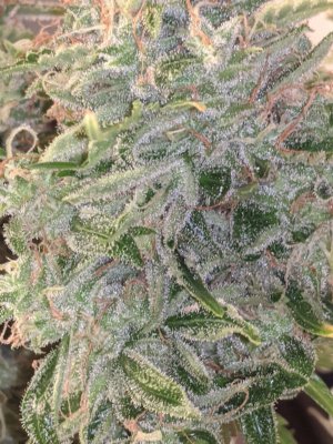 purplehaze2.jpg