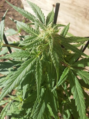 Need info about Flushing and Harvest