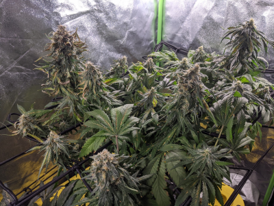 Grow #2 - Indoor hydro tent