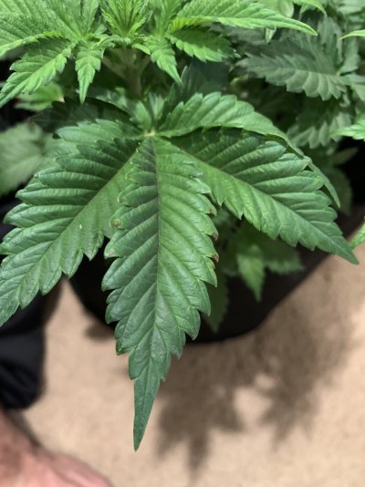 Nutrient burn? White Widow Feminized