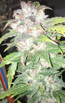 Let's See Your Frostiest Flowers