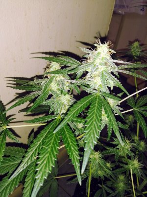 20201119_080918.jpg