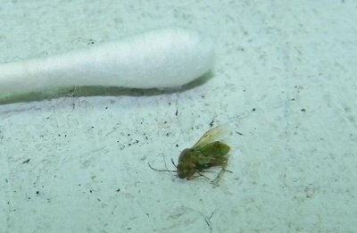 bug4.JPG