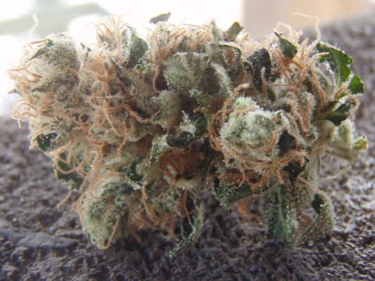 chem-valley-kush-smoke-report-4.jpg
