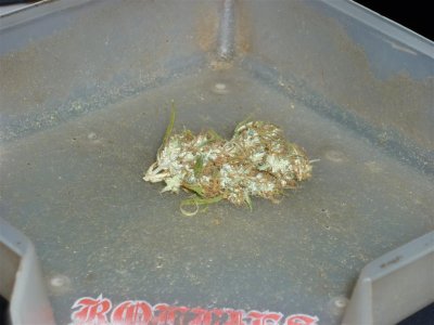 Angola Banghi x Haze (Large).jpg