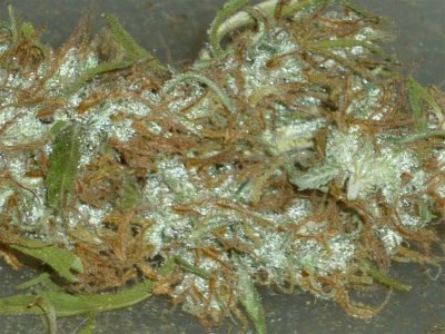 Angola Banghi x Haze (3) (Large).jpg