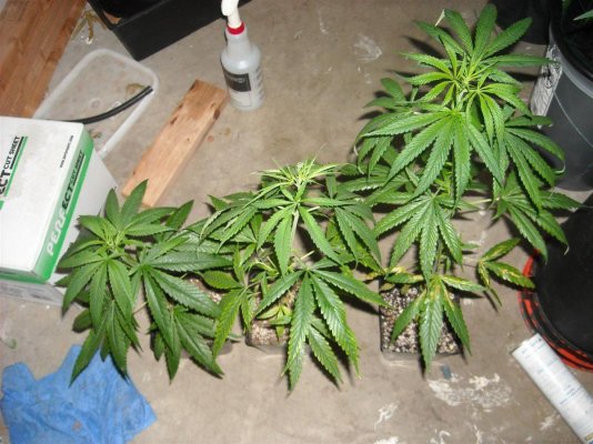 G13/Haze Bx1 Grow!!!