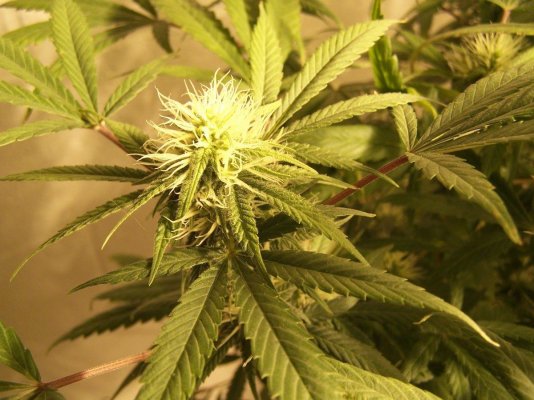 anybody-got-a-clue-as-to-what-strain-this-is.jpg