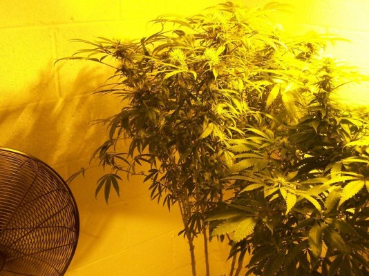 anybody-got-a-clue-as-to-what-strain-this-is-3.jpg