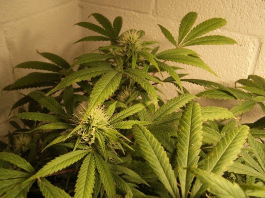 anybody-got-a-clue-as-to-what-strain-this-is-4.jpg
