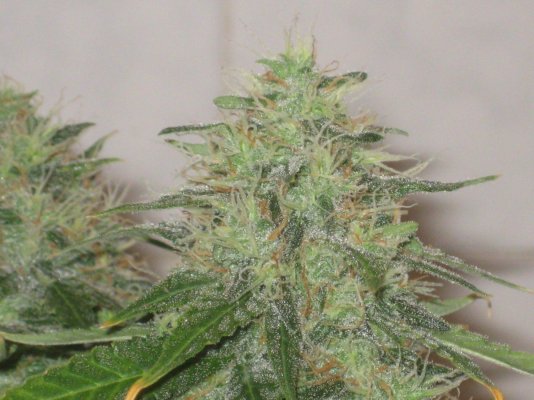 gl1 day54f c.JPG