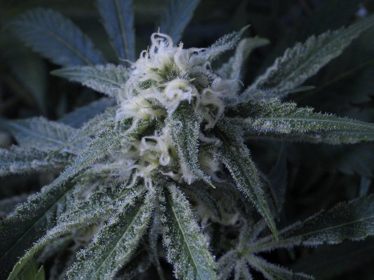 Turbo's 3000w sealed flower room.