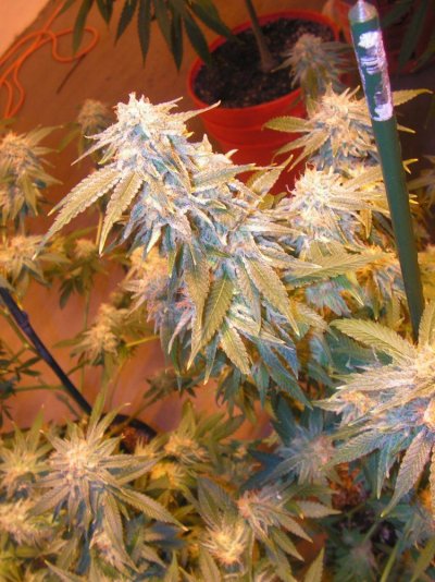 PICT0007.JPG