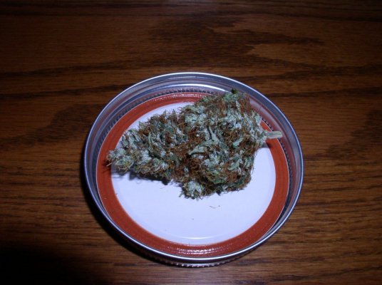 PurpleCindy 001.jpg