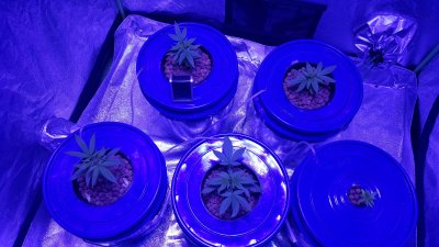 2nd ever grow bagseed, just got first feed