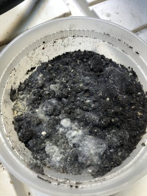 Tc2's Indoor Grow Journal - Spider Farmer SF1000, HLG 100, Sun System HPS 150W