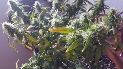 SOS !!! | Please HELP! Don't Know WTF IS GOING ON