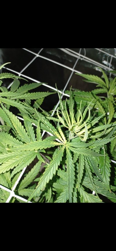 what-is-wrong-with-my-plants-3.jpg