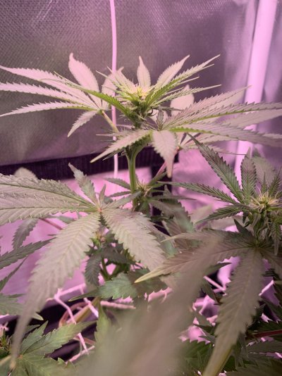 indoor-scrog-flowering-day-14-first-grow-2.jpeg