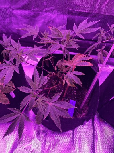new-grower.jpeg