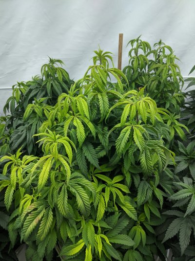 cant-figure-out-plant-issues-5.jpg