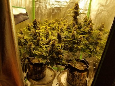 BigCube's grow show and tell.