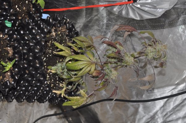 personal-1st-grow-led-soil-biobizz-sensi-seeds-amnesia-haze-auto-durban-poison-blueberry-bulle-3.jpg
