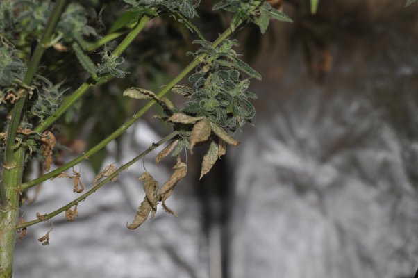 personal-1st-grow-led-soil-biobizz-sensi-seeds-amnesia-haze-auto-durban-poison-blueberry-bulle-8.jpg