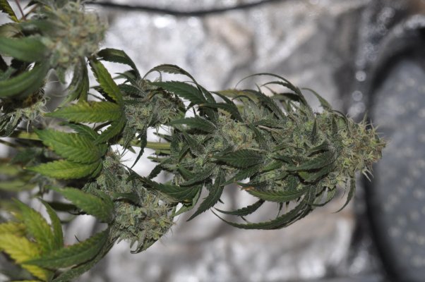 personal-1st-grow-led-soil-biobizz-sensi-seeds-amnesia-haze-auto-durban-poison-blueberry-bull-15.jpg