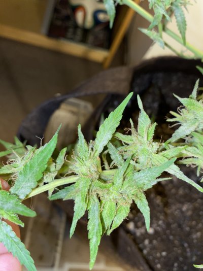 is-this-mildew-or-frosty-nugs.jpeg