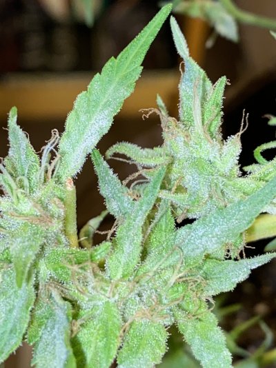is-this-mildew-or-frosty-nugs-2.jpeg