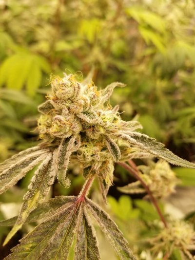 Phinest Chem Dawg, Wedding Cake, Golden Cobra (prop215 grow)
