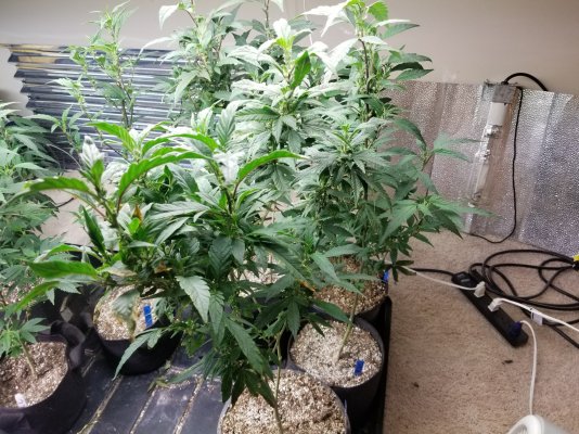 Are these healthy for re veging your plants?